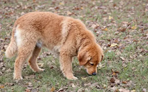 Un golden retriever brun renifle l'herbe et les feuilles mortes, peut-être pour comprendre pourquoi mon chien mange de l'herbe.