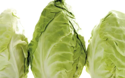 Drei frische Spitzkohle, bereit für die Lagerung. So einfach ist spitzkohl einfrieren für später.