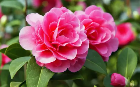 Zwei leuchtend pinke Kamelienblüten mit grünen Blättern. Ein schöner kamelie standort im Garten.
