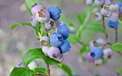 Reife und unreife Heidelbeeren an einem Strauch. Bald können diese leckeren Beeren geerntet werden, wenn man Heidelbeeren pflanzt.