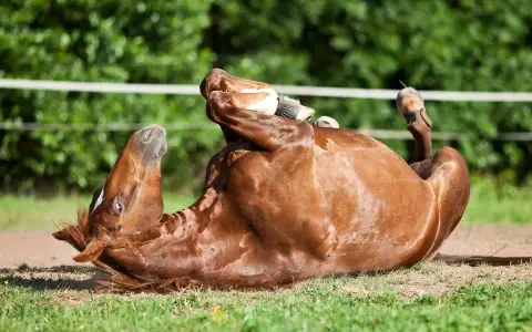 Un cheval roux se roule sur le dos, pattes en l'air. Il semble souffrir de colique.