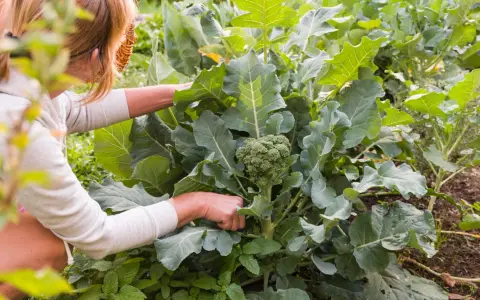 Frau erntet frischen Brokkoli im Garten. Die grünen Röschen sind bereit für die Küche.