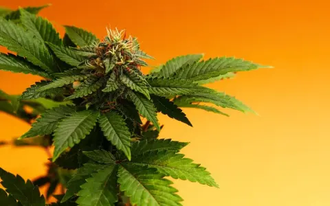 Planta de cannabis con cogollos y hojas verdes, mostrando la fuente natural de cannabinoides en el cuerpo.