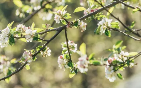 Un pommier en fleur, ses branches chargées de délicates fleurs blanches et roses, baignées de lumière douce.