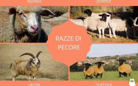 Un collage mostra diverse razze di pecore: Merino, Dorper, Jacob e Suffolk.