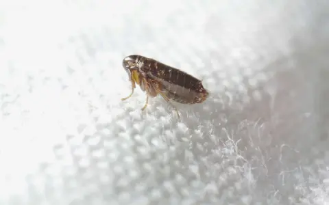 Puce sur un tissu blanc. Le vinaigre blanc est une solution naturelle contre les puces dans la maison.