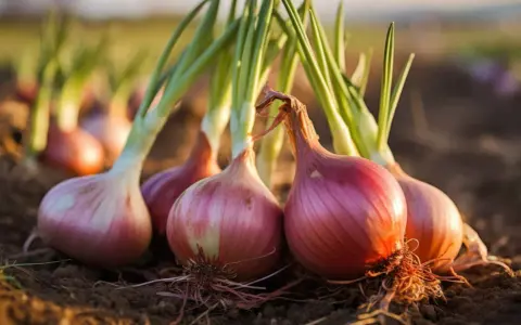 Gros plans sur des oignons de Florence rouges et blancs, leurs racines encore dans la terre. Les tiges vertes se dressent fièrement.