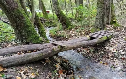 Mostek z pni drzew nad strumieniem w dolinie kluczwody. Jesienne liście, mech na drzewach.
