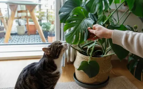 Kot wącha liść monstery, zastanawiając się, czy monstera jest trująca dla kota.