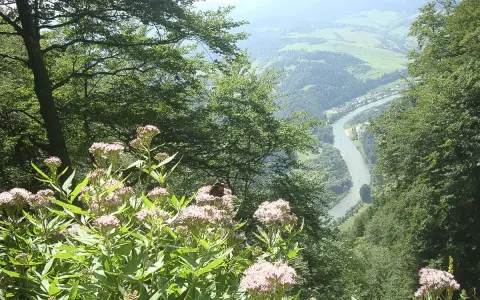 Kwiaty i motyl na tle malowniczego widoku na Dunajec i miasteczko, z widocznymi Trzema Koronami ze Szczawnicy w oddali.