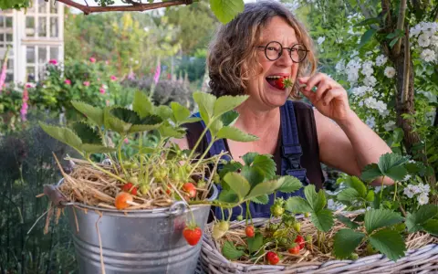 Frau genießt frisch gepflückte Erdbeeren aus ihrem Garten. Die Freude am Erdbeeren pflanzen ist ihr ins Gesicht geschrieben.