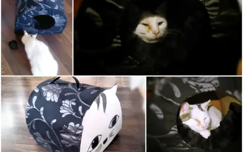 Jak zbudować domek dla kota? DIY: ciepły azyl krok po kroku