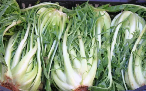 Des endives belges, parfaites pour une salade cornet d'Anjou croquante et savoureuse.