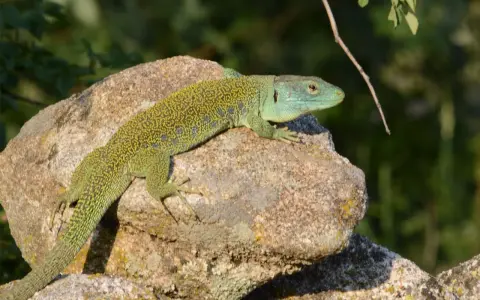 Lagarto ocelado, de piel verde y escamas amarillas, descansa sobre una roca.