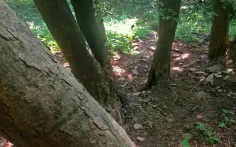 Leśna ścieżka wije się między drzewami, tworząc niemal lacką ścianę płaczu z ich pni.