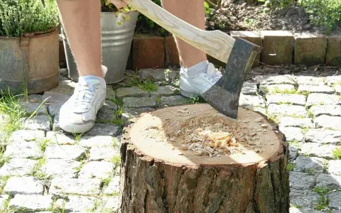 Kwietnik z pnia drzewa: Zrób to sam! Poradnik na lata