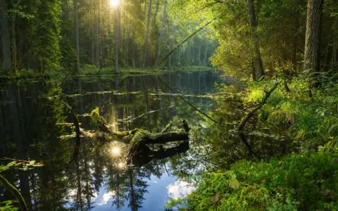Słońce przebija się przez drzewa, oświetlając spokojną taflę wody w **dolinie roztoczy**. Zwalone, omszałe konary tworzą naturalne mosty nad ciemną wodą.