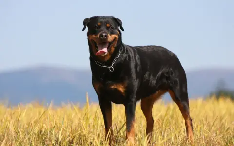 Potężny rottweiler waga idealna, stoi na tle złotego pola i błękitnego nieba.