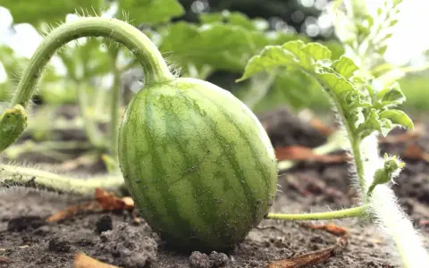 Kleine, grüne Wassermelone wächst am Boden. Die ersten Anzeichen, dass das Wassermelone pflanzen erfolgreich war.
