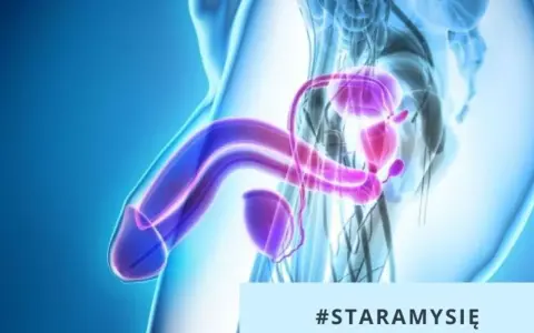 Anatomical illustration showing male reproductive organs. The image highlights the penis and prostate, suggesting a discussion about stulejka u dorosłego.