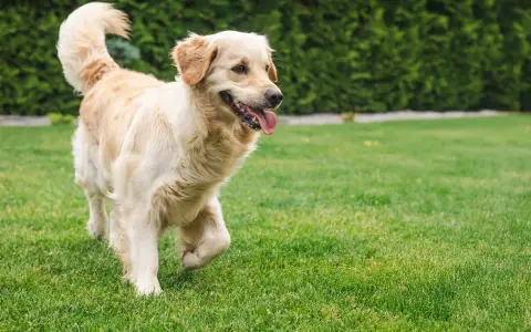 Złoty retriever na trawniku. Jak nauczyć psa, co zrobić żeby psy nie załatwiały się na trawniku, by trawnik pozostał piękny.