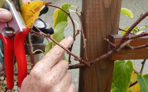 Gärtner bereitet das kiwi schneiden vor, hält eine Gartenschere und zeigt auf einen Ast.
