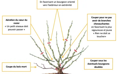 Illustration de la taille d'un rosier grimpant : aérer le cœur, couper le bois mort, et choisir les bourgeons pour une belle croissance.
