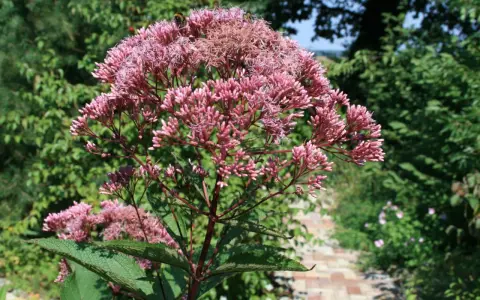 Ein üppiger Wasserdost-Standort mit rosa Blütenständen und grünen Blättern. Ein Weg aus Ziegelsteinen führt durch den Garten.
