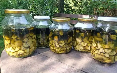 Sekrety orzechówki: na co pomaga i jak ją stosować bezpiecznie?