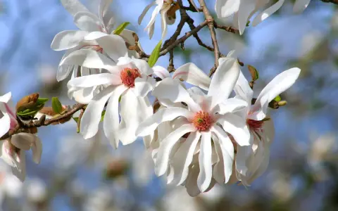 Delikatne, białe kwiaty magnolii, jedne z najpiękniejszych magnolii odmian, rozkwitają na tle błękitnego nieba.