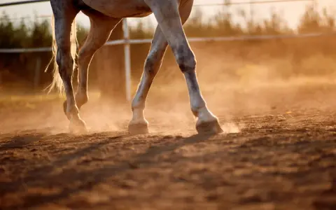 Les pattes d'un cheval blanc foulent le sol, soulevant un nuage de poussière dorée au coucher du soleil. Le sable s'effrite sous ses sabots.