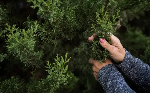 Jaki nawóz pod świerki? Odkryj najlepsze sposoby na zdrowe drzewa