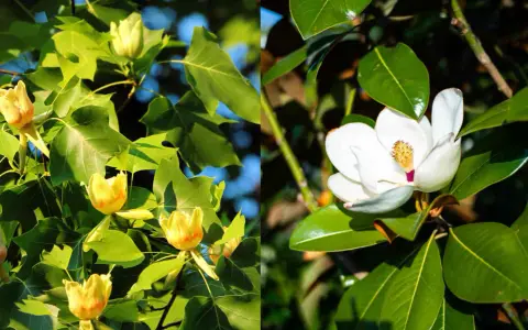 Gros plan sur des fleurs de tulipier jaune et une fleur de magnolia blanche, entourées de feuilles vertes.