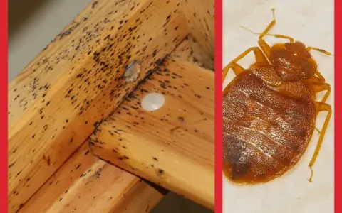 Jak rozmnażają się pluskwy i jak ich uniknąć w domu