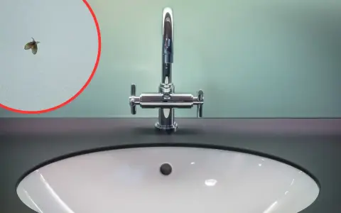Mała muszka w łazience, siedząca na białej ścianie obok nowoczesnej baterii nad umywalką.