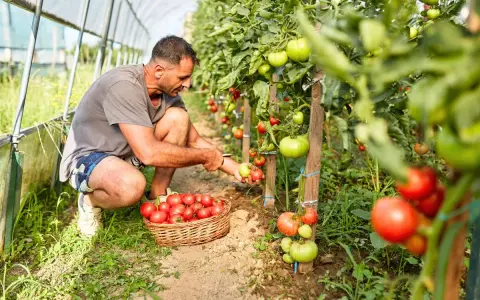 Un homme récolte des tomates mûres dans une serre. La plantation de tomates est luxuriante et promet une belle récolte.