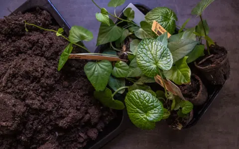 Förberedelser för att odla wasabi. Små plantor med gröna blad och jord i en bricka.