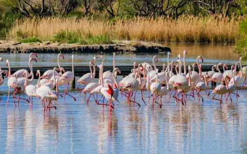 Un troupeau de flamants roses se tient dans l'eau peu profonde, un spectacle magnifique à visiter en Camargue.