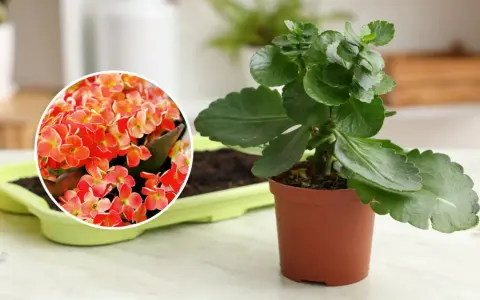 Kalanchoe jak dbać: zielona roślina w doniczce obok zbliżenia na jej pomarańczowe kwiaty.