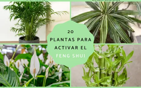 Palmera de salón, drácena, lirio de la paz y bambú de la suerte: 20 plantas para activar el feng shui y atraer energía positiva.