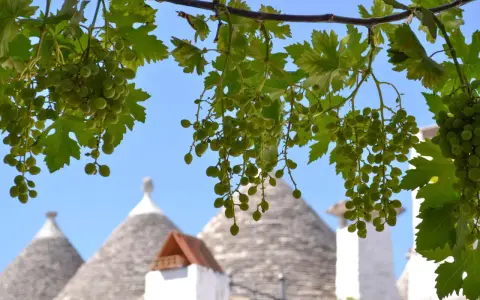 Grappoli d'uva verde pendono da un ramo, con i tetti conici dei borghi puglia sullo sfondo.