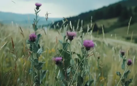 Łąka pełna ostropestu plamistego. Dowiedz się, jak stosować ostropest plamisty mielony, by czerpać z jego dobrodziejstw.