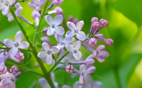 Delicate lilac blossoms, a sign that lilac bushes bloom in spring, unfurl their pale purple petals against a soft green background.