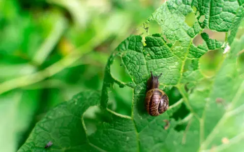Lumaca su foglia bucherellata, un esempio di come eliminare le lumache dall'orto.