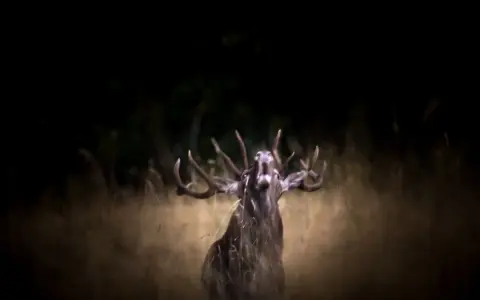 Un cerf majestueux, en pleine période de **brame**, rugit dans l'herbe haute, ses bois imposants se détachant sur le fond sombre de la forêt.