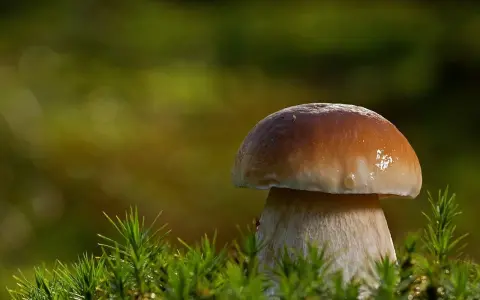 Kiedy sezon na maslaki? Odkryj najlepszy czas na grzyby w lesie