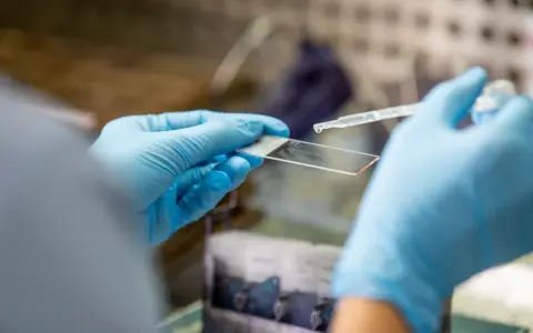 Ręce w niebieskich rękawiczkach trzymają szkiełko mikroskopowe, na które pipetą dodawana jest kropla płynu.