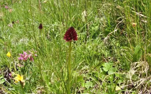 Un solitario fiore di negritella spicca tra l'erba alta, con i suoi petali rosso scuro che catturano lo sguardo.