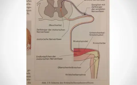 Schema des Kniescheibensehnenreflexes: Nervenbahnen vom Muskelspindel über das Rückenmark zum Streckmuskel, ein Beispiel für einen schnellen Reflex.