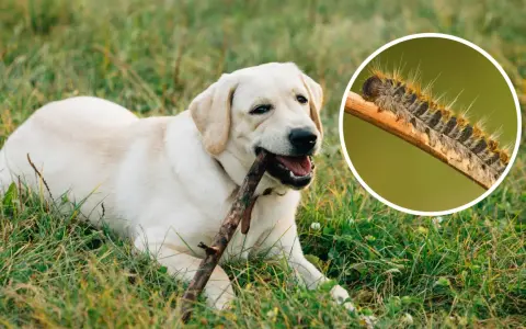 Un perro labrador juega con un palo mientras una oruga peluda se arrastra por una rama.